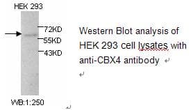 IHC-plus™ Polyclonal Rabbit anti-Human CBX4 Antibody (IHC, WB)