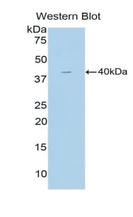 CCK / Cholecystokinin Antibody (aa1-115)