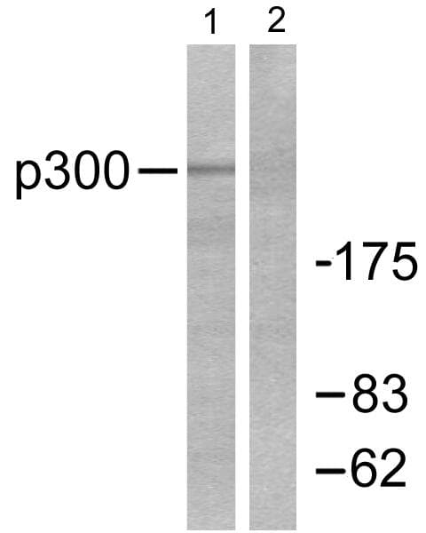 EP300 / p300 Antibody (p89)