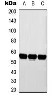 IHC-plus™ CYP2D6 Antibody (C-Terminus)