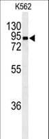 EFHC2 Antibody (aa93-122)