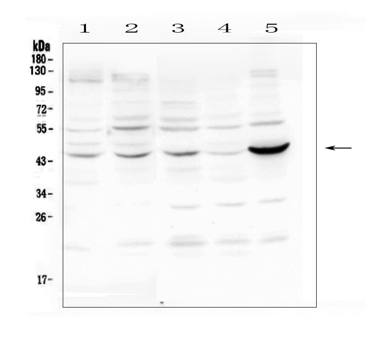 PIM1 / Pim-1 Antibody (aa373-404)