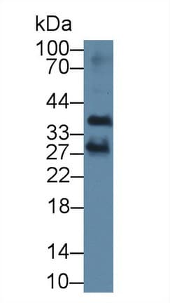 TNFSF5IP1 / CLAST3 Antibody (PE)