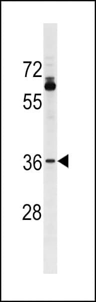 OR51T1 Antibody (aa279-307)