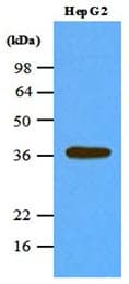 IHC-plus™ Monoclonal Mouse anti-Human PPP1CA / PP1-Alpha Antibody (clone 4G3, aa30-299, IHC, WB)