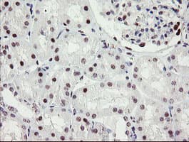 RFC2 / RFC40 Antibody (aa1-234, clone OTI3A7, Carrier-free)
