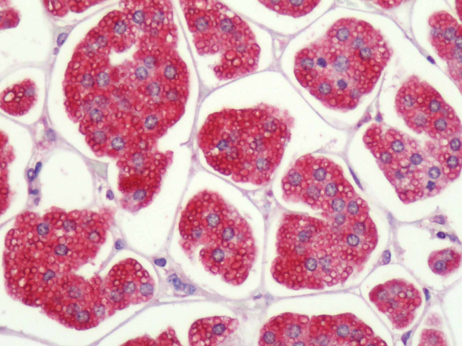 IHC-plus™ P2RY1 / P2Y1 Antibody (C-Terminus)