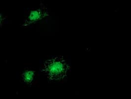 ITFG2 Antibody (clone OTI 3B3)