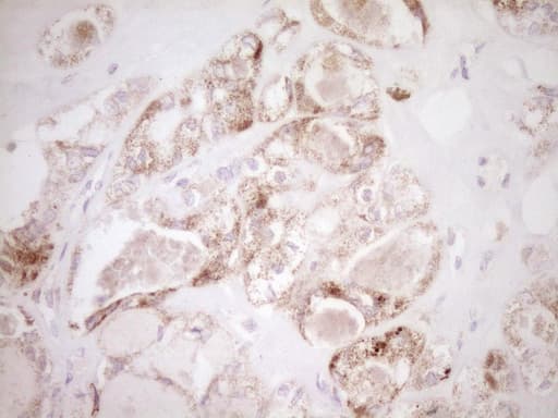 VIP Antibody (clone OTI1E8)