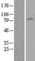 PAPOLG Protein (Over-Expression Lysate Myc-DDK (Flag))