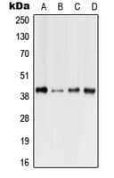 FFAR3 / GPR41 Antibody (N-Terminus)