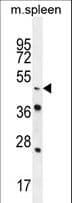 NR6A1 / GCNF Antibody (aa30-59)
