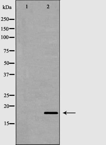 RNASE13 Antibody