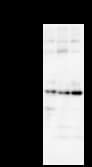 ASH2L / ASH2 Antibody (clone 2046D2a)