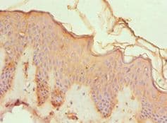 CREB3 / LZIP Antibody (aa1-230)