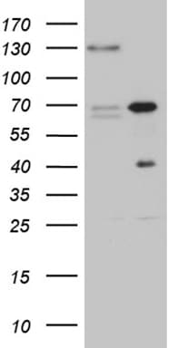 ZNF655 Antibody (clone OTI6H9, Carrier-free)