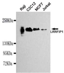 TRIP / LRRFIP1 Antibody