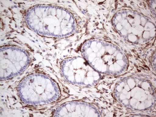 ANPEP / CD13 Antibody (aa668-967, clone OTI2E4)