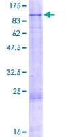 Human KEL / CD238 Protein (Recombinant GST)