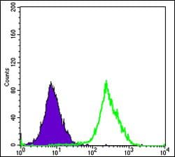 FUK Antibody (clone 600)