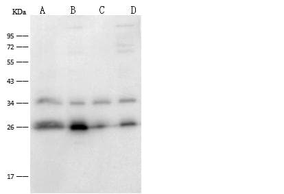 Monoclonal Mouse anti-Human BCL2 / Bcl-2 Antibody (clone 17, Preservative Free, IHC, WB)