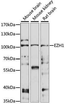 Polyclonal Rabbit anti-Human EZH1 / ENX-2 Antibody (WB)