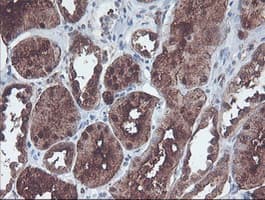 CNDP2 Antibody (clone OTI8A2, Carrier-free)