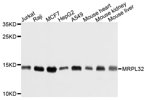 MRPL32 Antibody