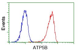 ATP5B / ATP Synthase Beta Antibody (clone OTI4E5)