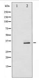 CDK2 Antibody