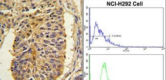 Polyclonal Rabbit anti-Human CER1 Antibody (aa56-85, IHC, WB)