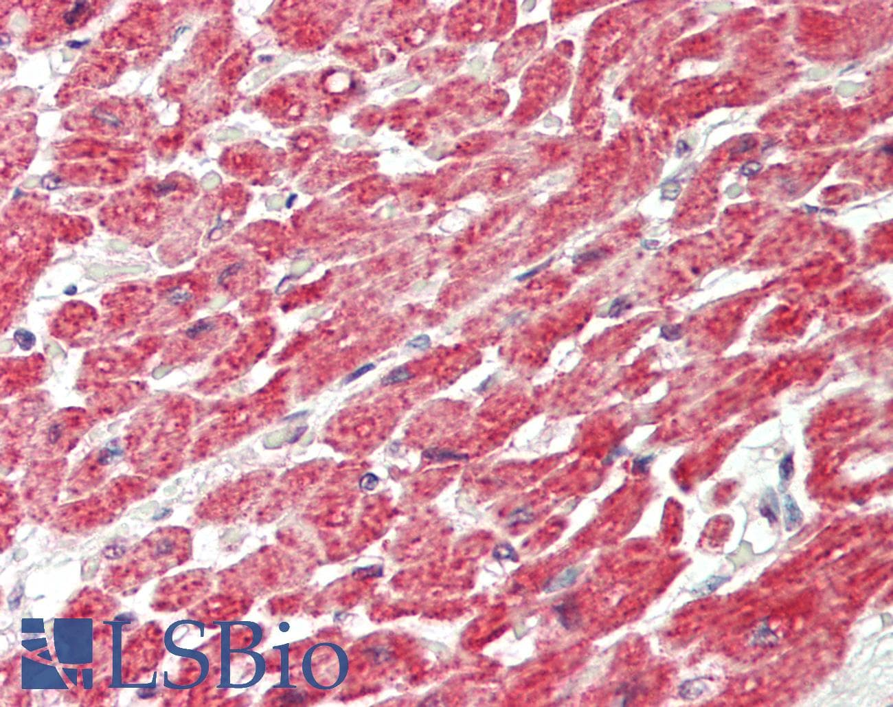 Polyclonal Rabbit anti-Human PAX8 Antibody (aa151-200, IHC, WB)