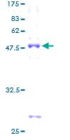 Human TBPL1 / TRF2 Protein (Recombinant GST)