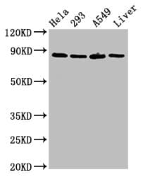 USP10 Antibody
