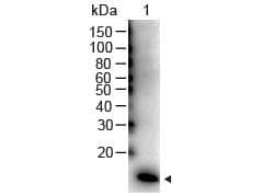 Polyclonal Rabbit anti-Human IL2 Antibody (HRP, IHC, WB)