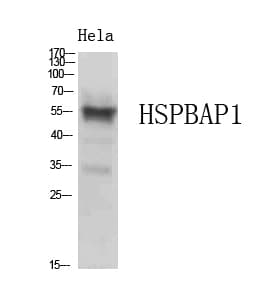 HSPBAP1 Antibody
