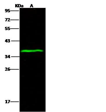 ATP1B1 Antibody (Preservative Free)