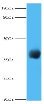 cpg2 / Carboxypeptidase G2 Antibody (FITC)