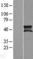 Human MIEF1 / SMCR7L Protein (Over-Expression Lysate Myc-DDK (Flag))