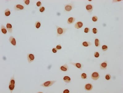 HIST1H4I Antibody