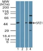 SPZ1 Antibody (aa40-90)
