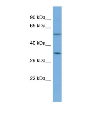 GNA12 Antibody (C-Terminus)