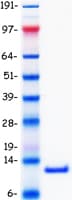 Human CCL3 / MIP-1-Alpha Protein (Recombinant Myc-DDK (Flag))