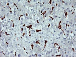 CD163 Antibody (clone 2F8, Carrier-free)