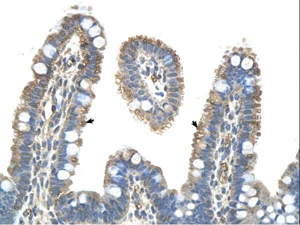 PANX1 / Pannexin 1 Antibody (aa231-280)
