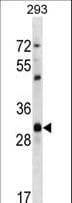 CDK1 / CDC2 Antibody (aa269-297)