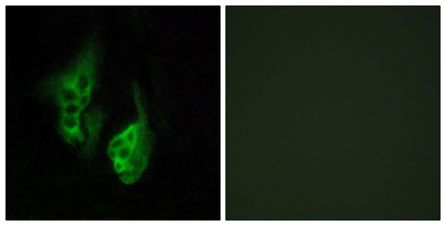 OPN5 / Neuropsin Antibody (aa251-300)