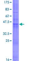Human CD53 Protein (Recombinant GST)