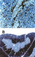 TRAF6 Antibody (aa451-469)