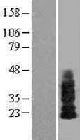SHISA4 Protein (Over-Expression Lysate Myc-DDK (Flag))